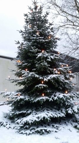 Weihnachtsbaum vor Rudolf-Wöhrl-Pavillon