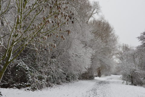 Mainweg im Schnee, Dezember 2014