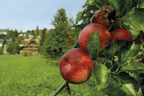 red organic apples on tree on a swiss apple farm